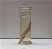 藏品(三線雞魚)的圖片